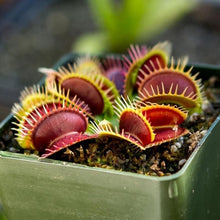 Load image into Gallery viewer, 250 Pcs Flytrap Seed Bonsai Potted Dionaea Muscipula Plant Seed Terrace Garden Carnivorous
