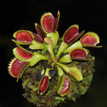 Load image into Gallery viewer, 250 Pcs Flytrap Seed Bonsai Potted Dionaea Muscipula Plant Seed Terrace Garden Carnivorous