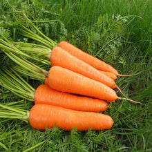 Load image into Gallery viewer, 100Pcs/Bag Carrot Seeds Garden Potted Nutritive Fresh Vegetable Plants Seed