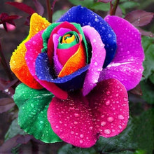 Load image into Gallery viewer, 200Pcs Colorful Rainbow Rose Flower Seeds Home Garden Plants Multi-Color