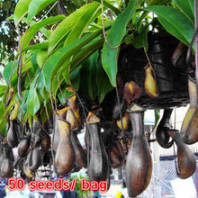 Load image into Gallery viewer, 50pcs "Black Knight " Nepenthes Fusca Seeds