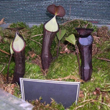 Load image into Gallery viewer, 50pcs "Black Knight " Nepenthes Fusca Seeds