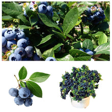 Load image into Gallery viewer, 20pcs Dwarf Tree Fast Garden Decor Pot