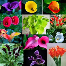 Load image into Gallery viewer, 100PCS Bonsai Colorful Calla Lily Seeds Rare Plants Flower Seeds