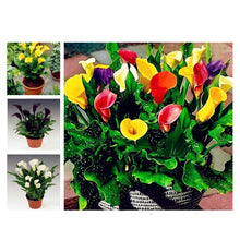 Load image into Gallery viewer, 100PCS Bonsai Colorful Calla Lily Seeds Rare Plants Flower Seeds