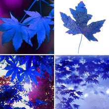 Load image into Gallery viewer, NEW 20Pcs Rare Japanese Blue Maple Tree Seeds Bonsai Tree Seeds Sky Blue Maple Seed Exotic Plant Species Living Organic Rare Blue Maple Seeds