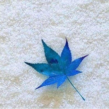 Load image into Gallery viewer, NEW 20Pcs Rare Japanese Blue Maple Tree Seeds Bonsai Tree Seeds Sky Blue Maple Seed Exotic Plant Species Living Organic Rare Blue Maple Seeds