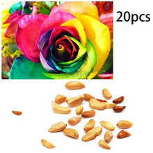 Load image into Gallery viewer, 20Capsules Rainbow Rose Seeds Rare  Rose Shrub Bush Flower Seed