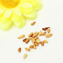 Load image into Gallery viewer, 20Capsules Rainbow Rose Seeds Rare  Rose Shrub Bush Flower Seed